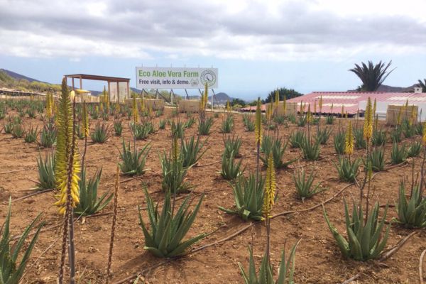 Aloe-Vera-Finca in Arona Teneriffa Finca Canarias